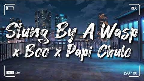 Stung By A Wasp x Boo x Papi Chulo | Tiktok Mashup