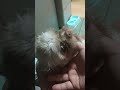 PUPPY PLAYING WITH MY HANDS #cute #puppy #dog #doglife #dogshorts #dogvideos #lovely #lovely #short