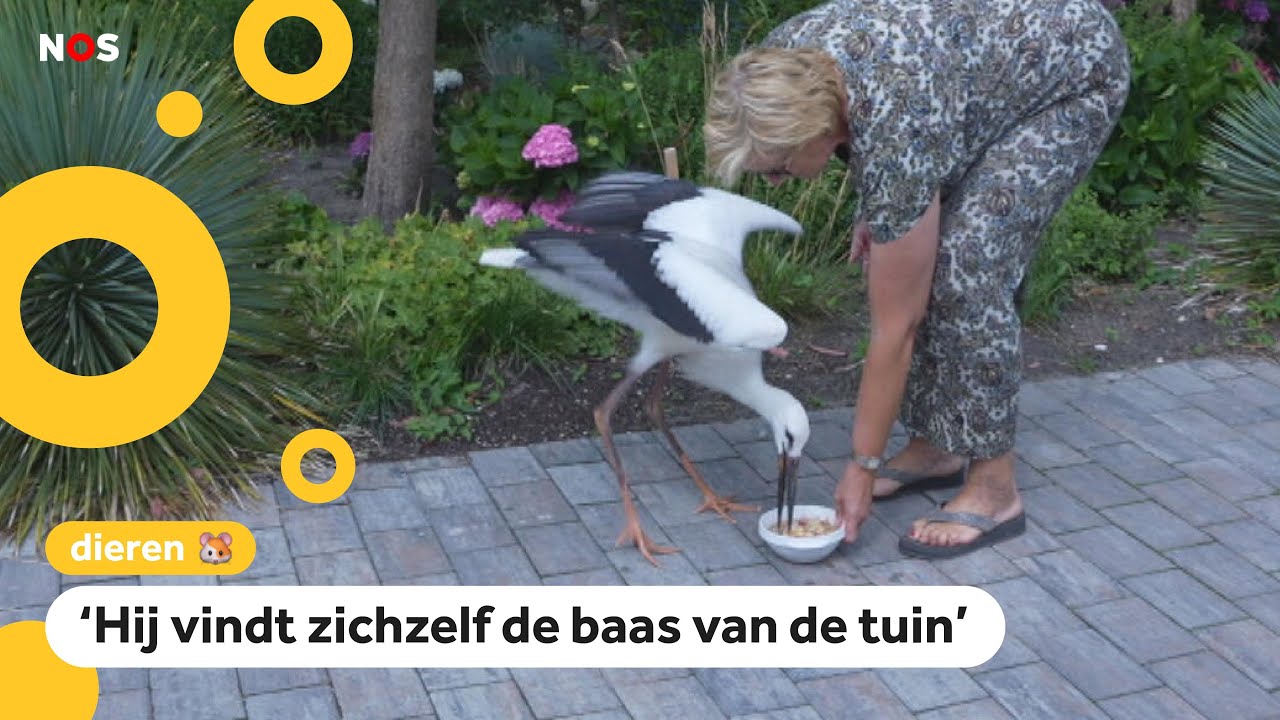 Ooievaar Max viel uit z'n nest en woont nu bij gezin in de tuin - YouTube