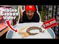 Unboxing 30000 rare albino gaboon vipers 