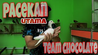 TEAM CHOCOLATE MAIN PACE / NEW ROBBERY