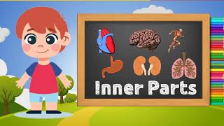 Internal Organs or Inner Parts of the Body for Kindergarten