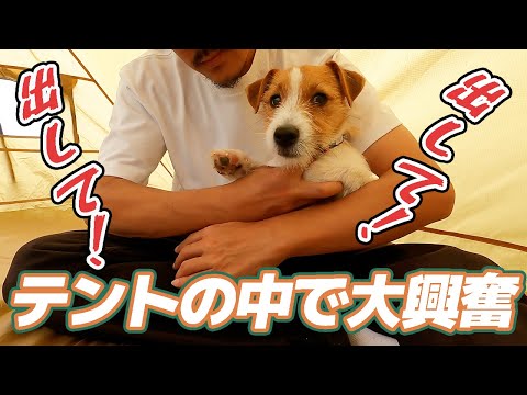 【大興奮】初めてテントに閉じ込められたジャックラッセルテリア！デイキャン後編です