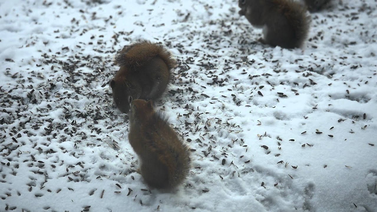camera iphone 8 plus apk Slow motion squirrel, plus fight!