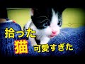 拾った猫が可愛すぎた　捨て猫成長記　　子猫