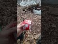 Perfect Penstock Line (Stage 2 to the River) | Micro Hydro Pt. 4