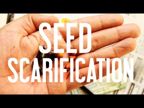 How to Start Seeds: Seed Scarification