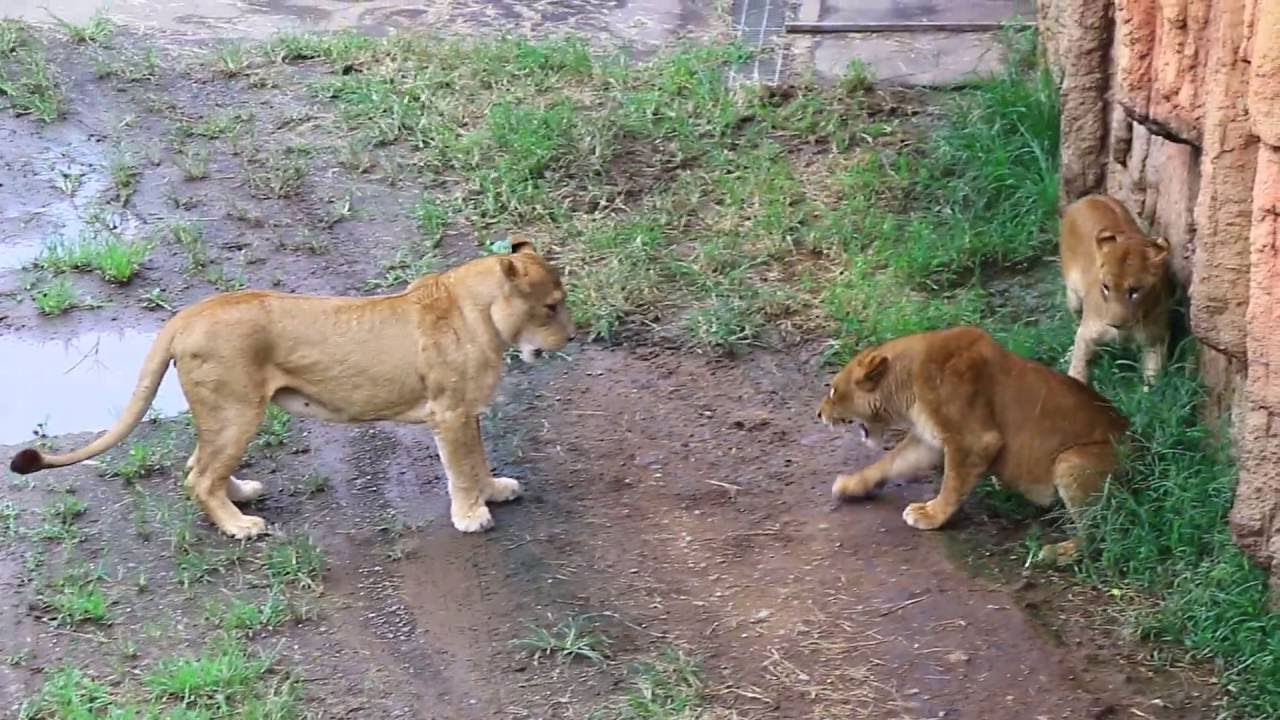 Young Lion Bite Lioness 子ライオンがおしりにかみつく Youtube