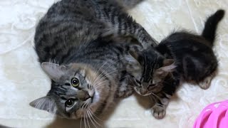 Papa cat loving too much his son kitten #175