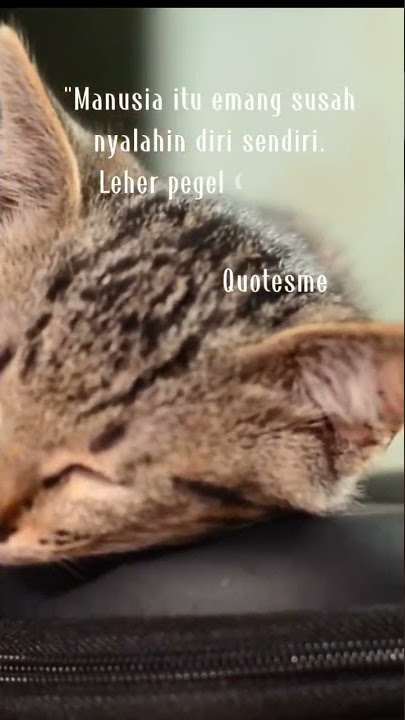 Story wa lucu, ngakak parah, obat stres ||Kata bijak lucu #shorts