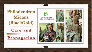 Philodendron Micans Plant – Care & Propagation VELVET BLACKGOLD PHILODENDRON  micans houseplant