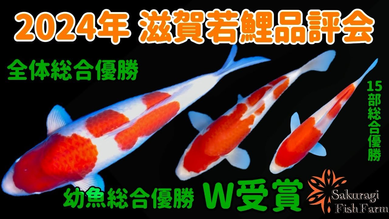 錦鯉販売しています！2024年生れ・自家産！変り鯉セレクト個体！お