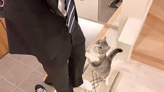 会社に行こうとしたら甘えんぼ猫に全力で止められてこうなっちゃいました…