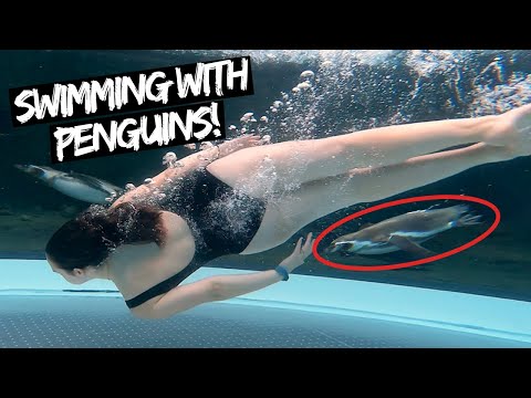 We Can't Believe They Let You Swim Near Penguins |  Spreeweltenbad, Germany