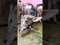عيد الأضحى تعليم ربط قدمين العجل من قدام ومن ورا شاهد اشرس عجل ممكن تشوفه في حياتك تعليم