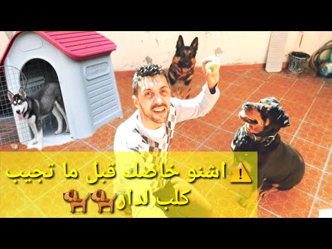 فيديو: كيف تجد الكلاب طريقها إلى المنزل؟