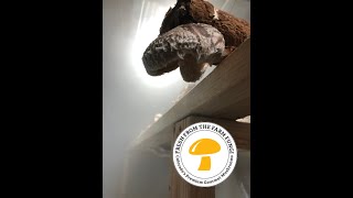 Shiitake Tek final update - Fruiting