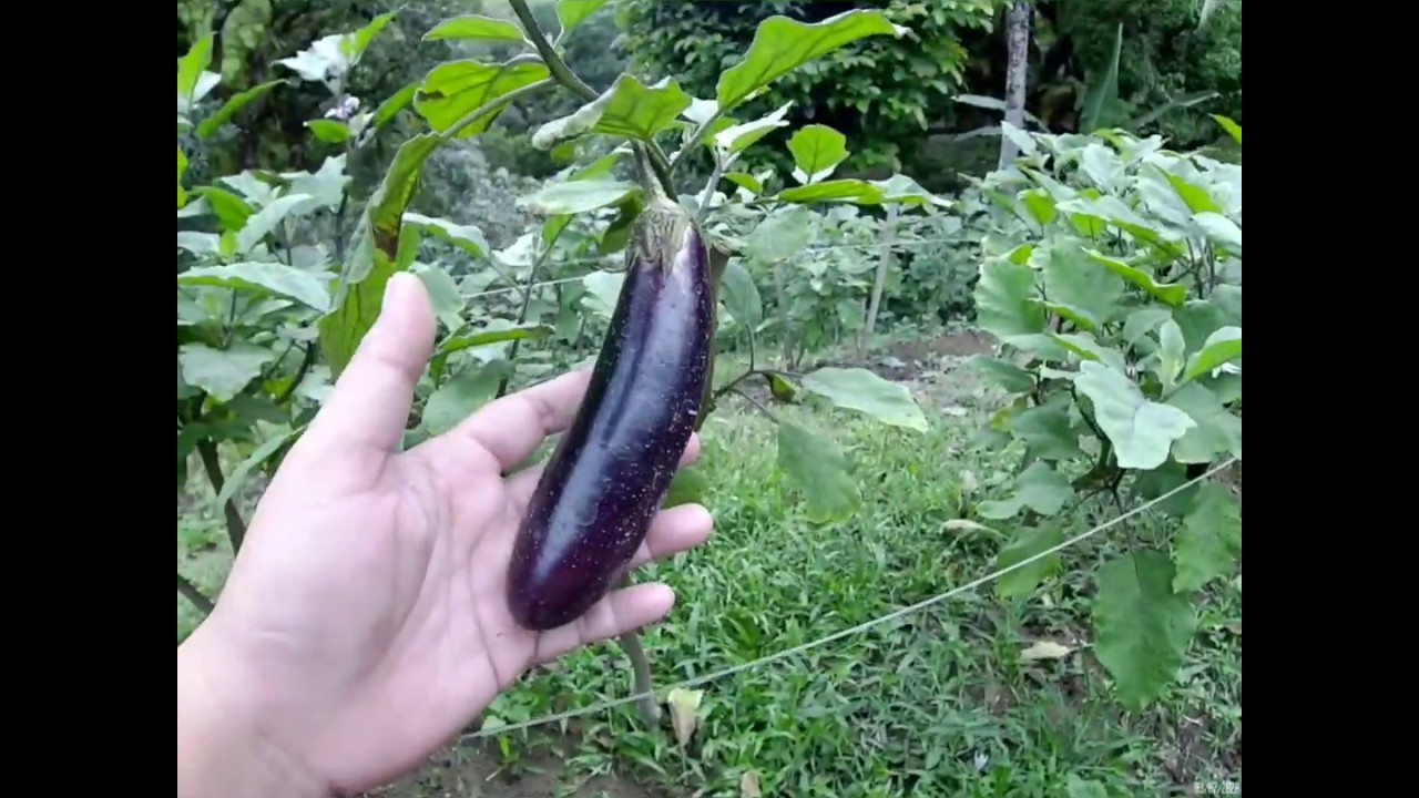 Gardening 101 Vegetable Garden Tour Vegetable Garden Tour CebuCity 