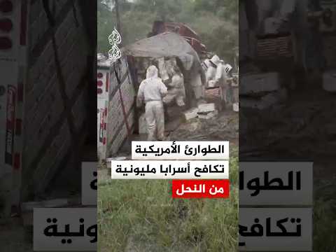 فرق الطوارئ الأمريكية تكافح لاحتواء أسراب مليونية من النحل في ولاية تكساس