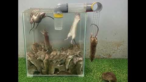 Homemade mouse trap | the most effective simple homemade rat trap #83