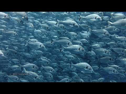 En Tunisie, découvrons une filière piscicole marine en plein développement