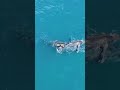 Blue Whale Size Explained in 60 Sec. #sciecne #facts #ocean #bluewhales #shorts #ytshorts