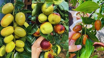 Top 3 Dòng Táo Tàu Ăn Ngon, Dễ Trồng Đang Sẵn Trái Tại Khánh Võ |Hotline: 092.848.7777