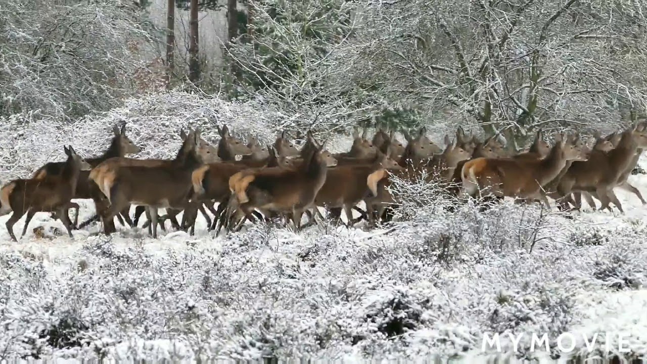 wildlife video, nature beauty, best amazing wildlife videos, beauty of