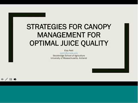Strategies for Grape