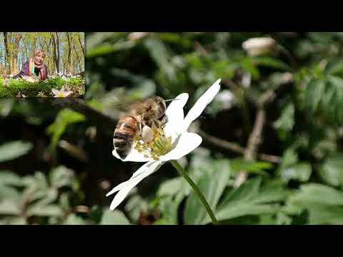 Video: Eichenanemone: Foto und Beschreibung