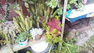 La Flor Más Apestosa Del Mundo