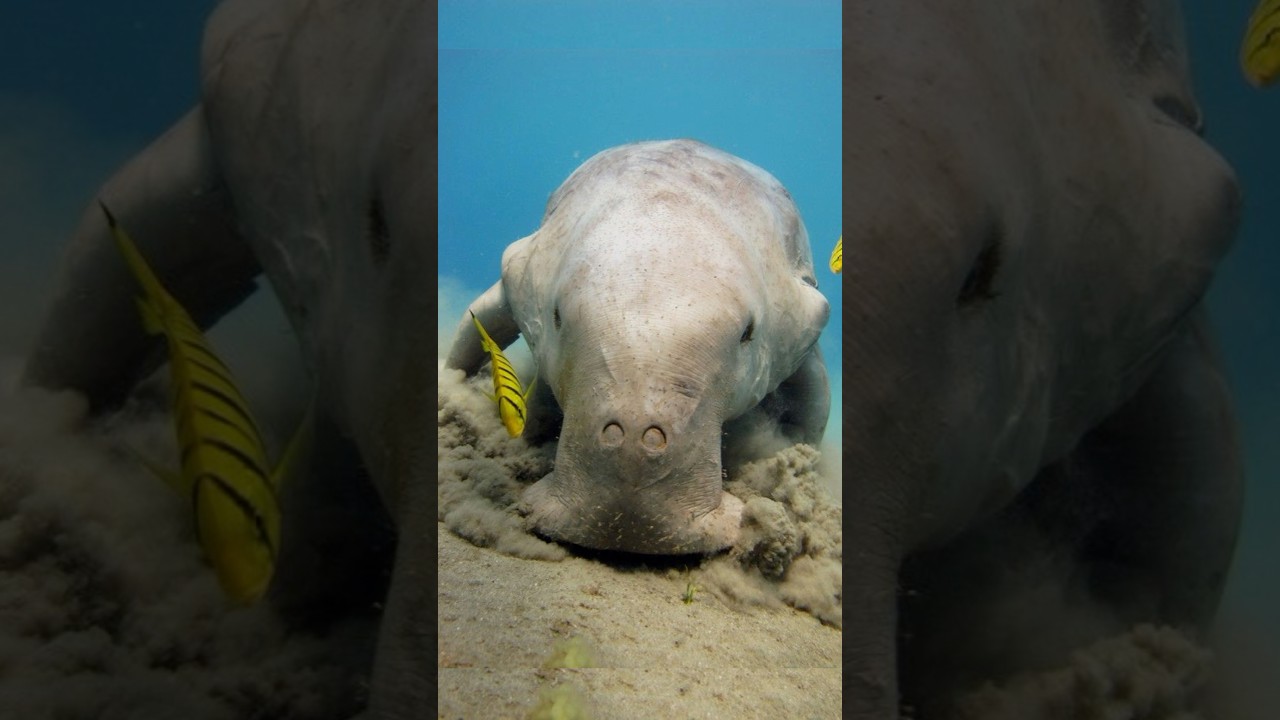 Дюгонь найден спустя 15 лет!