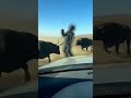 Cactus Man! Time for Action 😰|#shorts #horror #horrorpodcast #animals #horrorstories #attack #cactus