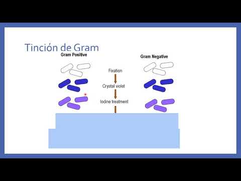 Tincion de Gram y Azul de Metileno hqdefault