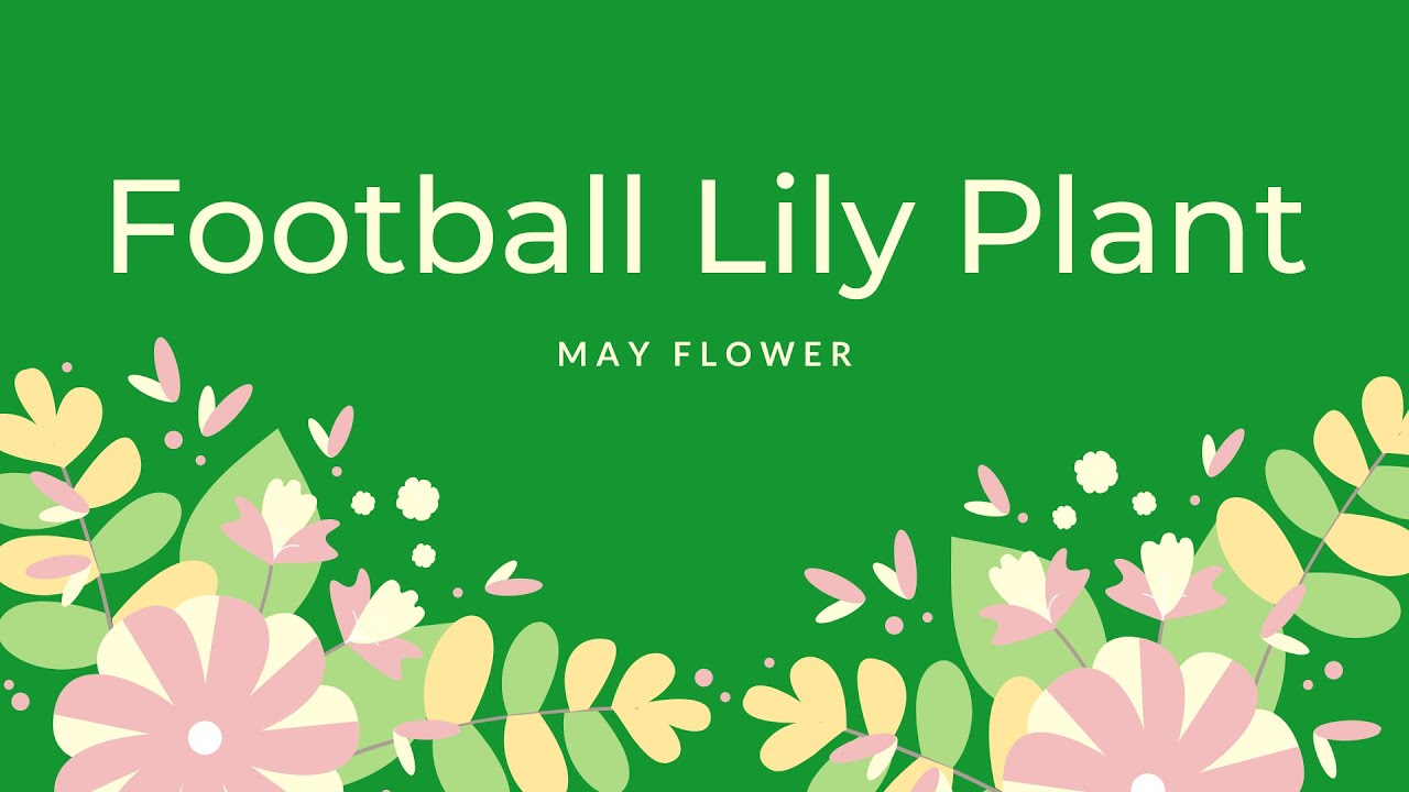 May Flower Plant (Football Lily Scadoxus multiflorus) YouTube