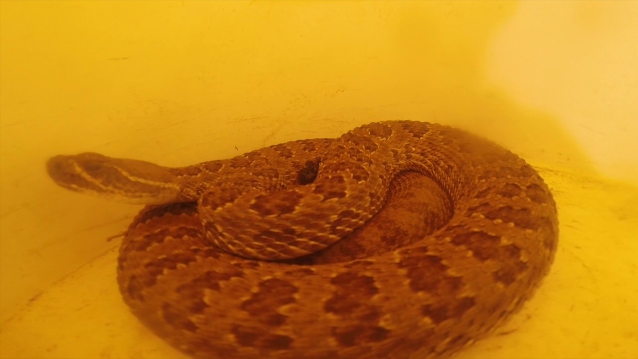 Dancing Heritage Rattlesnake - YouTube