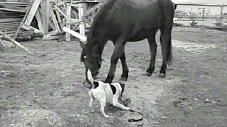 Пёс выгуливает лошадь /Рекс гуляет с лошадью/ Пёс выгуливает лошадь /Рекс гуляет с лошадью/