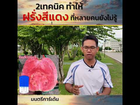 2เทคนิค ทำให้ฝรั่งสีแดง