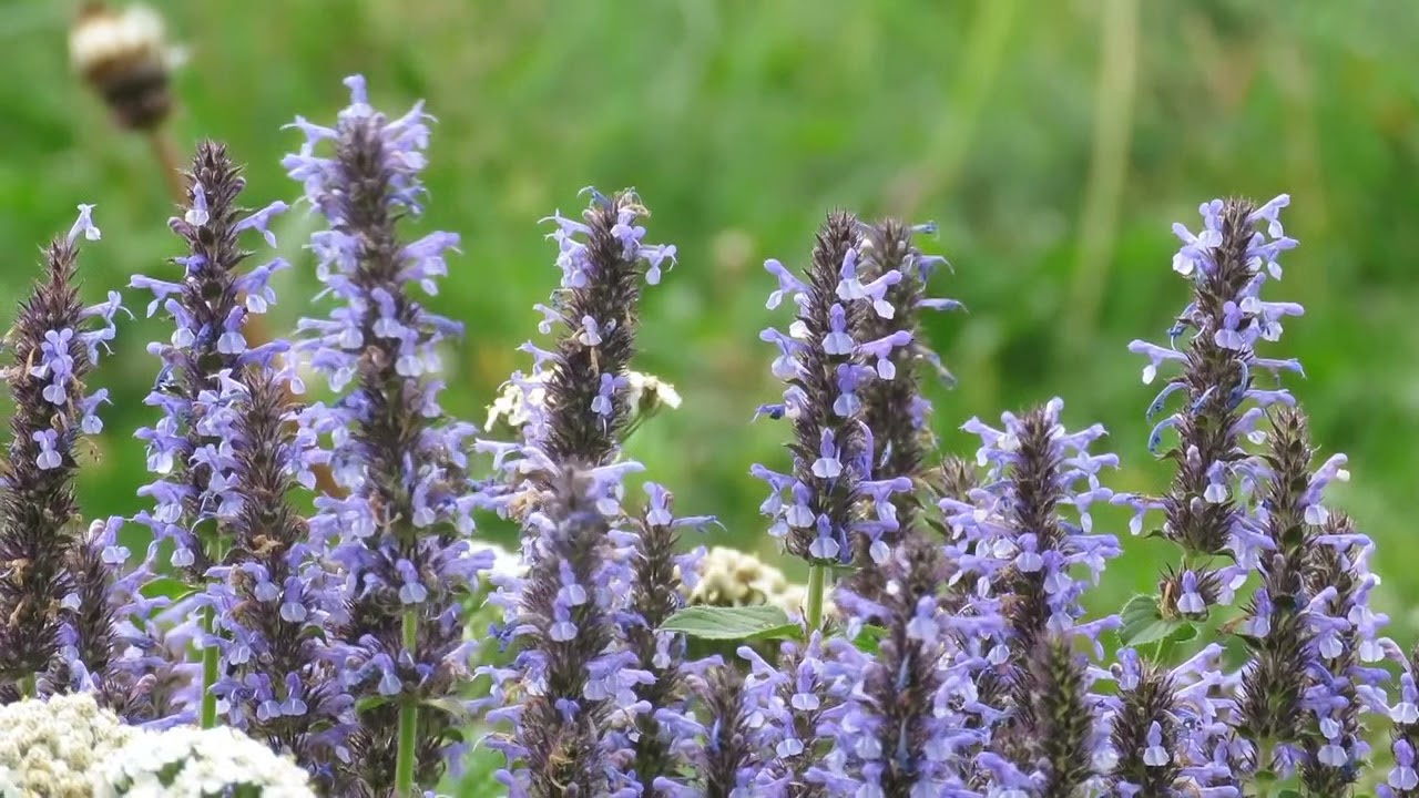 Gentle Relaxing Harp Music Relaxing meditation Music , Peaceful Music, Flute Music, Sleep, ambient