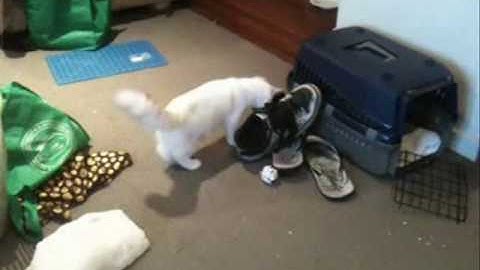 Ragdoll kitten plays fetch