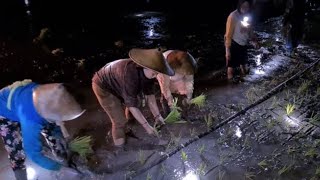 THIS IS WHY THESE RICE FIELDS ALWAYS HAVE FAILED HARVESTS‼️THE FARMER NEARLY DIED