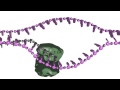 Homology-dependent double strand break repair