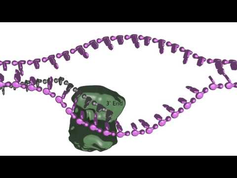 Video: Hva er homologirettet reparasjon?