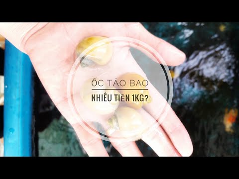 Video Fish 48: Ốc táo bao nhiêu tiền 1kg? - youtube