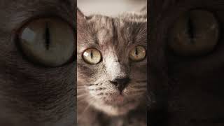 Cat portraits with @SonyAlphaUniverse a7IV and @LensbabyUSA  lenses   #createnomatterwhat screenshot 5