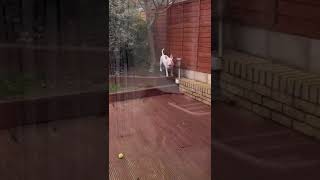 Bentley The English Bull Terrier