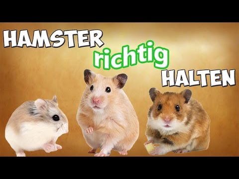 Hamster / Zwerghamster als Haustier! Hamster artgerecht halten / Tipps!!