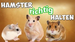 Wie alt werden Hamster als Haustier?