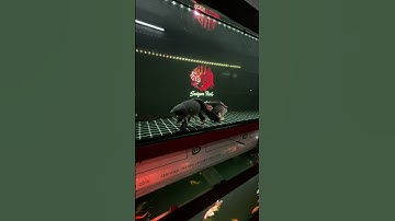 Cá chép phi tần - bướm cáp cao cấp #cachepphitan #cachepsutu #buomcapcaocap #koi