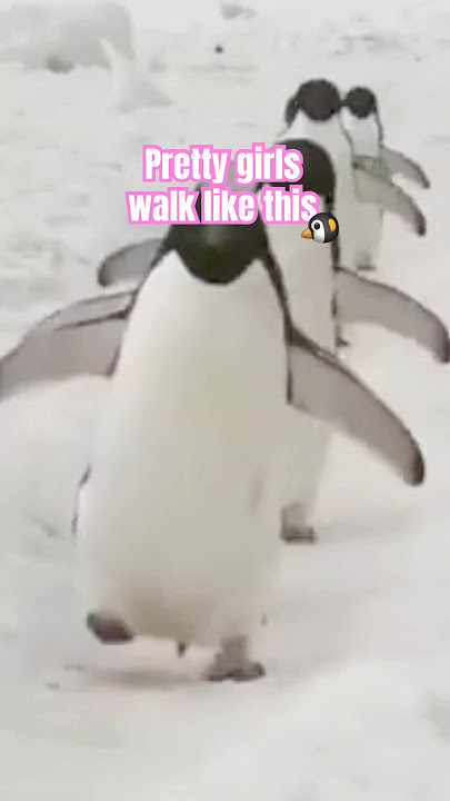 Pretty girls walk like this 🐧 #motorcycle #moto #bikergirl